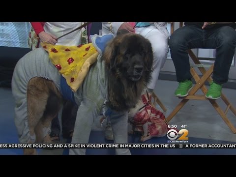 Video: Minu koer ei lase kleiti