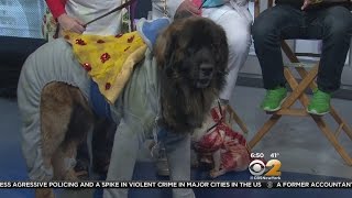 Tompkins Square Halloween Dog Parade