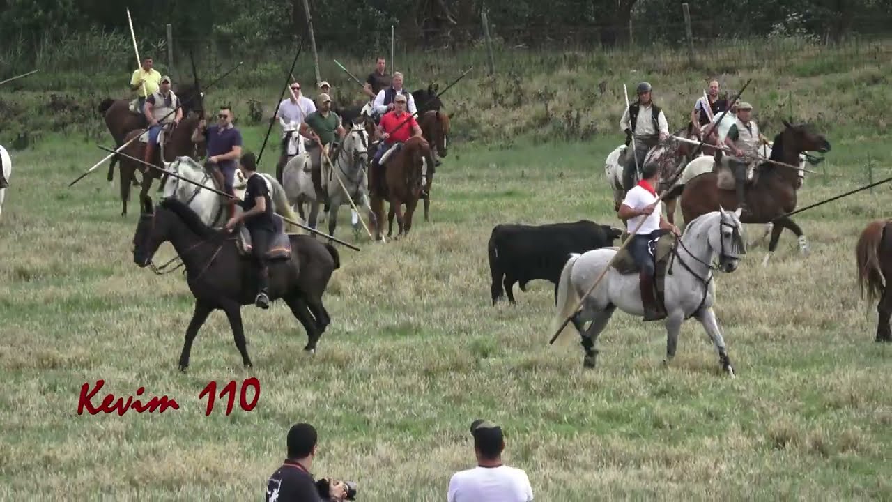 Vadillo de la Guareña 2023 (ZA) Suelta de dos toros en el prao , sabado