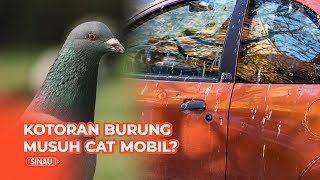 Awas, Bahaya Kotoran Burung yang Menempel di Bodi Mobil, Harus Cat Ulang?