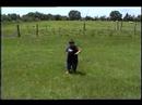 Bullwhip - 9 yr. old