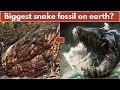 NAKA CAVE BIGGEST Snake Fossil EVER FOUND 