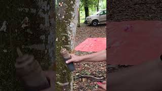 PM Gaharu on the Direct-induced method of tree-inoculation with PROVE-N1. Sharing means caring.