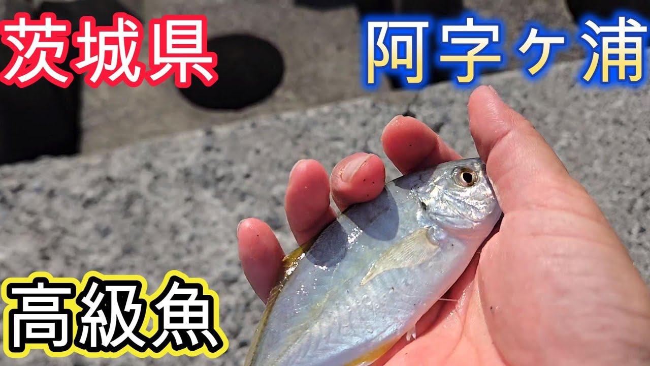 【茨城県那珂湊港➡阿字ヶ浦海岸一文字➡久慈漁港釣行2025年第10弾(通算24回目)DAY1】2025年8月14・15日(木・金)に行った釣り動画の前半です🎵