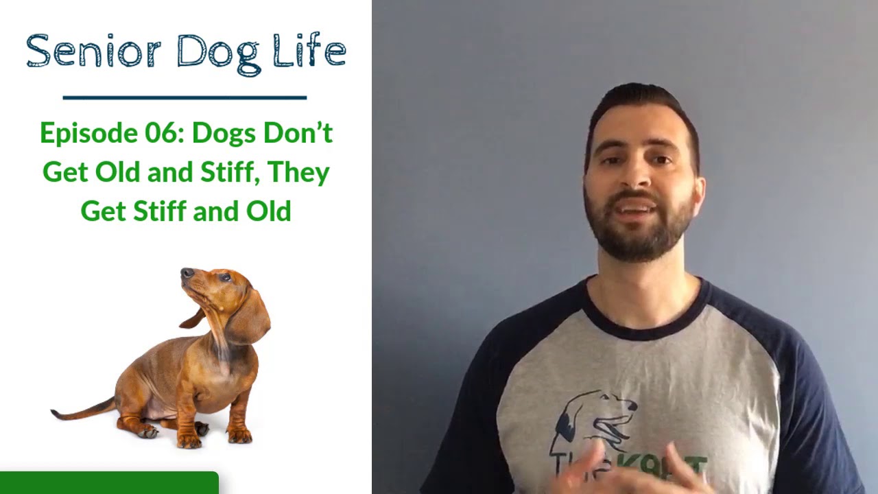 Senior Dog Life: Episode 06 - Dogs Don’t Get Old and Stiff, They Get Stiff and Old