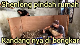 SHENLONG ULAR KING COBRA RAKSASA HARUS PINDAH RUMAH SEDIH