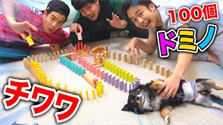 How Long will It Take to Line Up 100 Dominoes with a Chihuahua in Our Midst?
