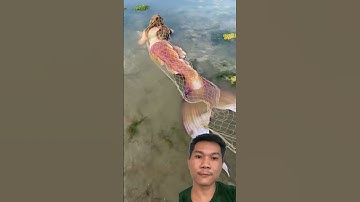 Nàng tiên cá 🧜‍♀️ bị dính lưới #shortvideo