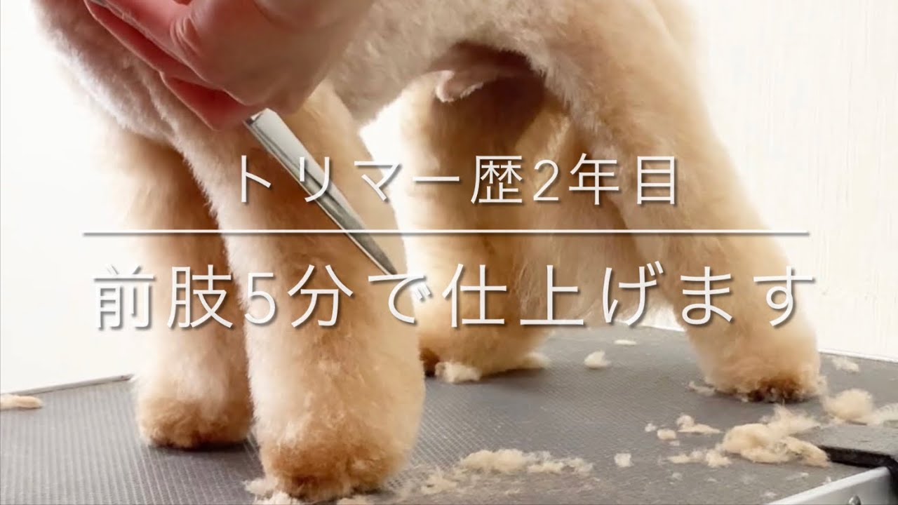 【トリミング　前足カット】「トリマー歴2年目、前肢5分で仕上げます」倍速無し　トイプードル