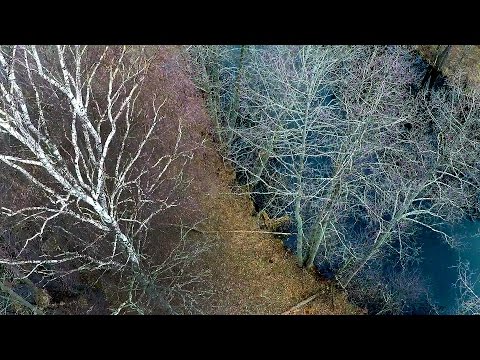Березинский заповедник - река Березина | Film Studio Aves