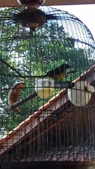 PANCINGAN BURUNG KEMANDE BUNGA API !!