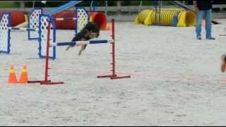 Rogue AAC BC/Yukon Regionals 2013