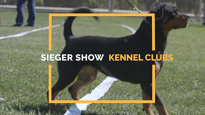 JUDGING ROTTWEILERS SIEGER  VS. KENNEL CLUB SHOWS