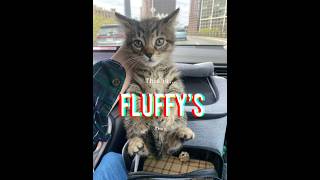Münchausen By Proxy—Cat Mom. Part One. #munchausenbyproxy #comedy #parody #funny #catvideos