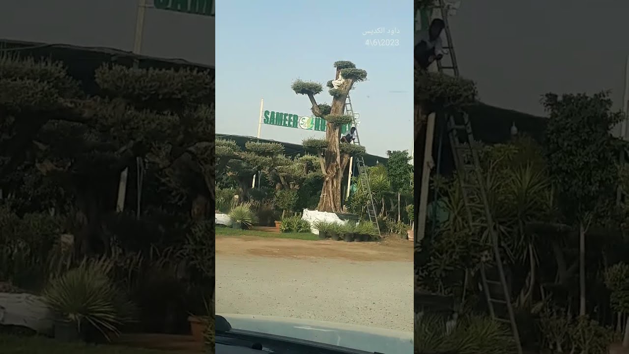 الإمارات العربية المتحدة دبي ورسان المشاتل والمحلات الزراعية