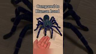 Cobalt Blue Tarantula