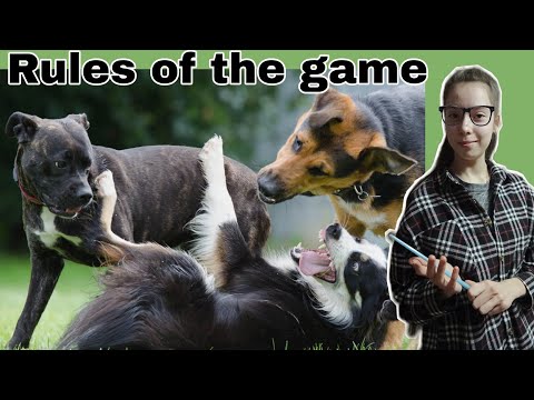 ИГРА ИЛИ ДРАКА? 🤯| Как собаки играют друг с другом? /Rules of the dog's game🐶#собаки #games #dogs