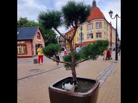 Зеленоградск-город кошек и, просто, очень симпатичный городок!