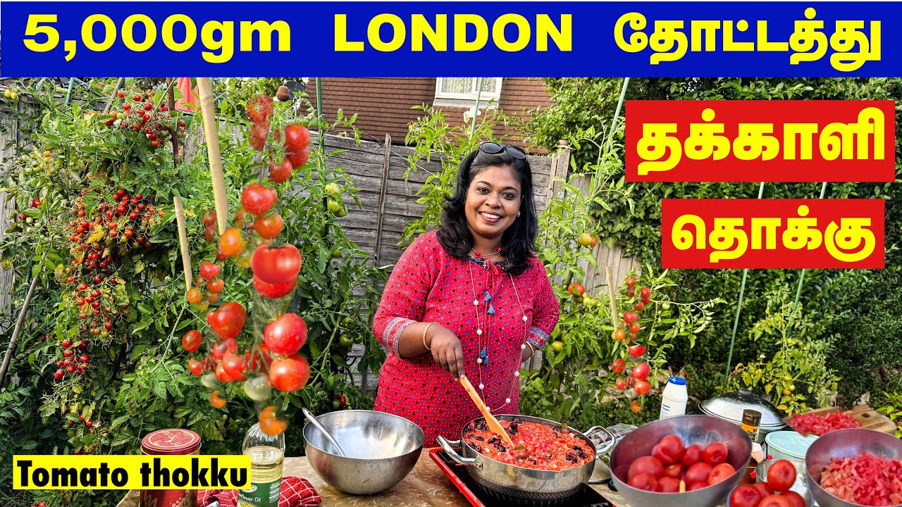 🍅லண்டனில் எங்க வீட்டு தோட்டத்தில் பலகிலோ தக்காளி அறுவடை..5kg தக்காளி தொக்கு/5kg garden tomato thokku