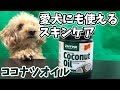 愛犬にも使えるスキンケアアイテム食用のココナッツオイルがすごい！【トイプードルのオウガとふんばかのとも】