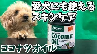 愛犬にも使えるスキンケアアイテム食用のココナッツオイルがすごい！【トイプードルのオウガとふんばかのとも】