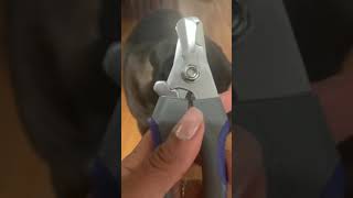 Top Paw Pet Nail Clipper Review
