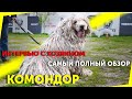 Комондор / Венгерская овчарка | Отзыв владельца | Обзор породы | Самая необычная пастушья собака