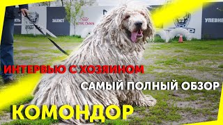 Комондор / Венгерская овчарка | Отзыв владельца | Обзор породы | Самая необычная пастушья собака