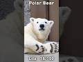 そんな音出せるの？隣のホッキョクグマにこぐまがした事　#ホッキョクグマ #polarbear #shorts
