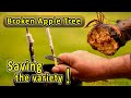 Grafting Fruit Trees | Broken Apple Tree – How do I save the fruit variety?