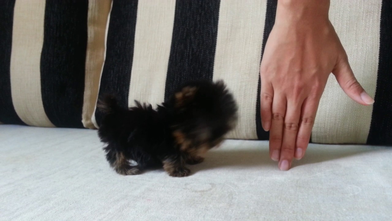 Teacup Yorkie compare with hand! YouTube