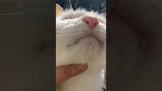 Sunny Cat Swing #meowcat #sunnycat