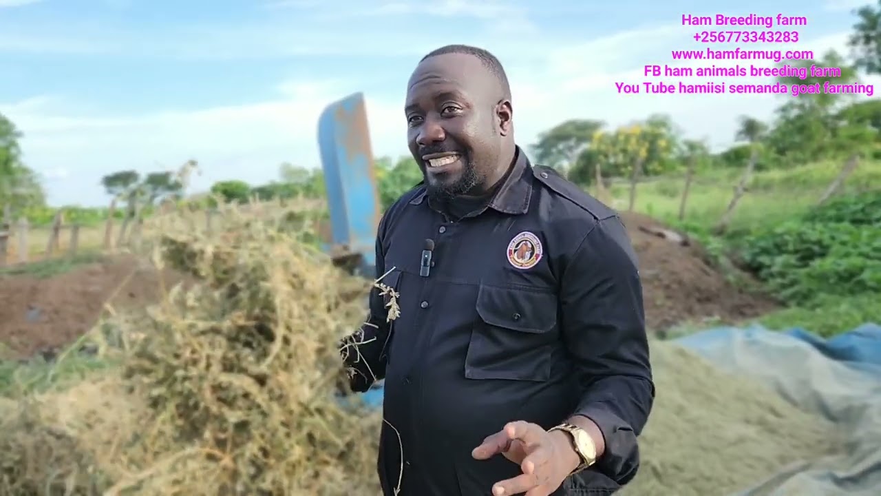 Best ways of storing alfa alfa ( lucern ) and How to feed it to animals ( zero grazing feeding  )