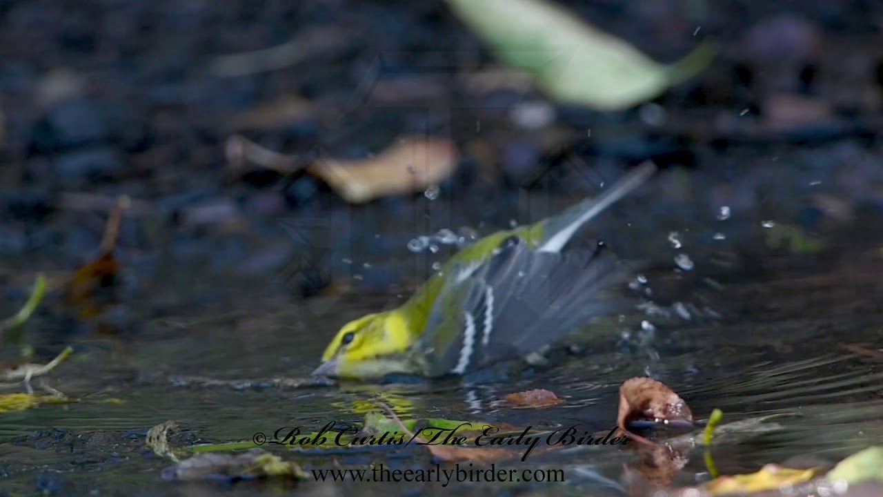 BLACK-THROATED GREEN WARBLER, Setophaga virens forages, bathes, flies