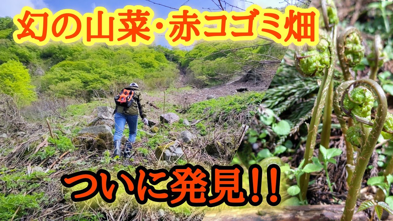 幻の山菜採り ついにゲット Youtube