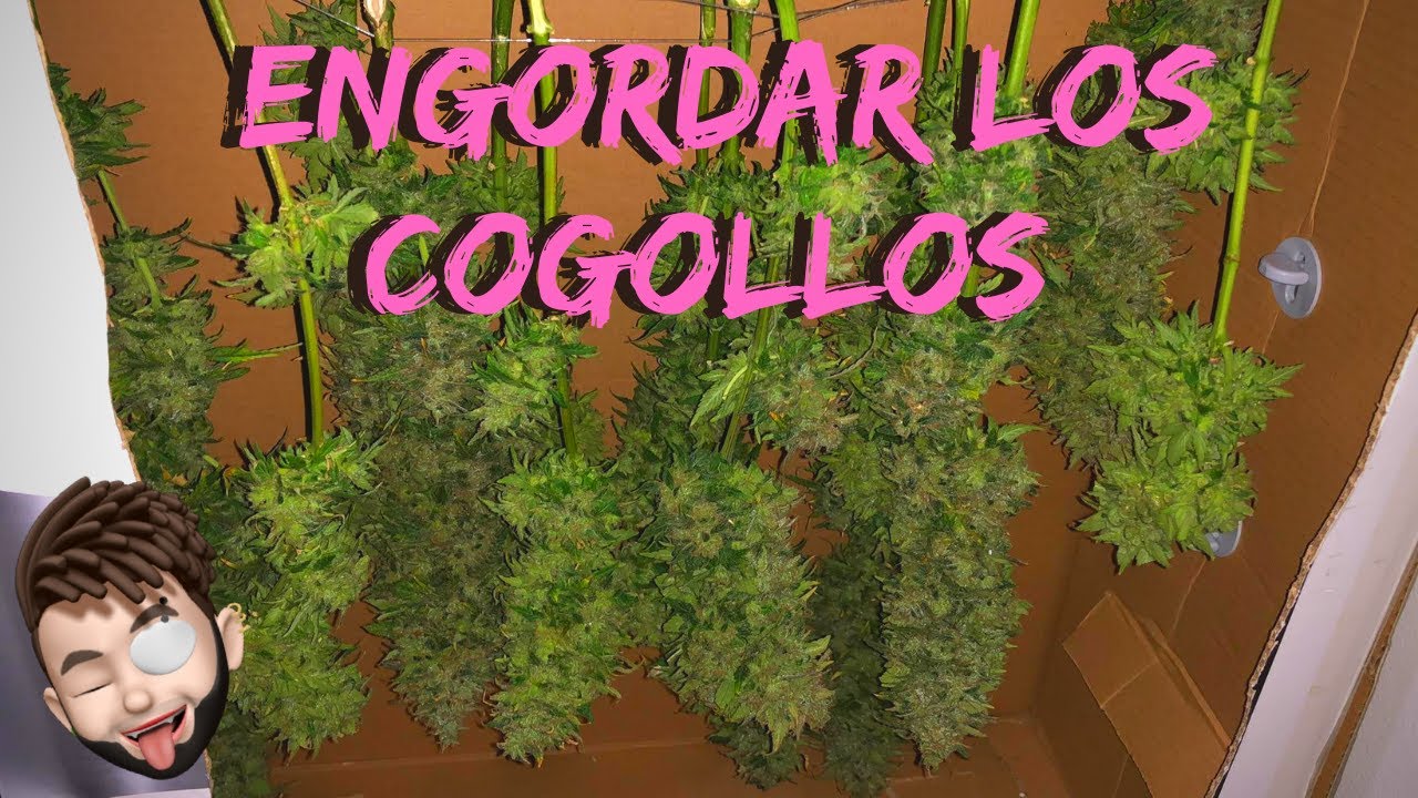 Como engordar mis cogollos TIPS