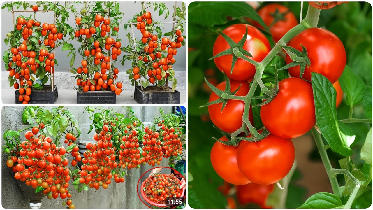 أسرار زراعة الطماطم! 🍅🌱ازرعها في منزلك بأسهل طريقتين (بدون مساحة)! 🏡🥰 #دليل_المبتدئين