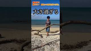 瀬長島で鹿のツノ🫎観たいな流木を見つけました、　#日常生活  #ショート  #動画投稿