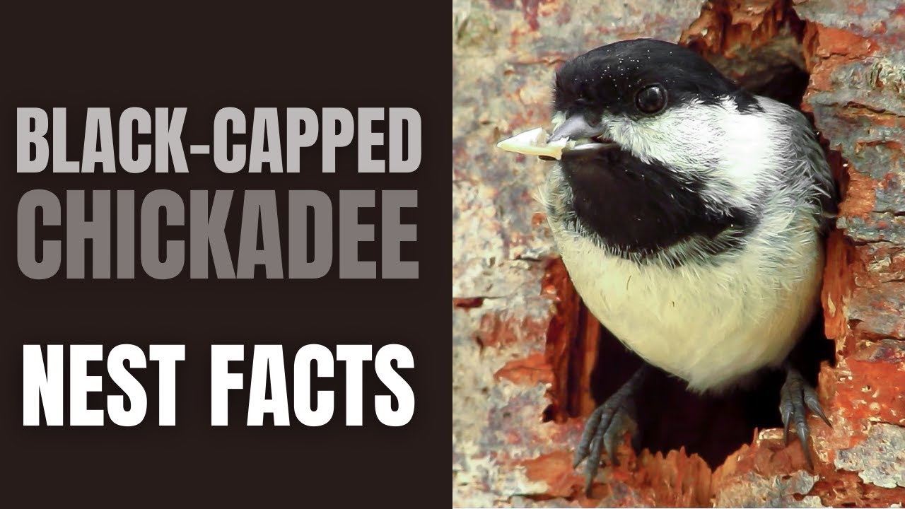 Blackcapped Chickadee Nest Facts YouTube