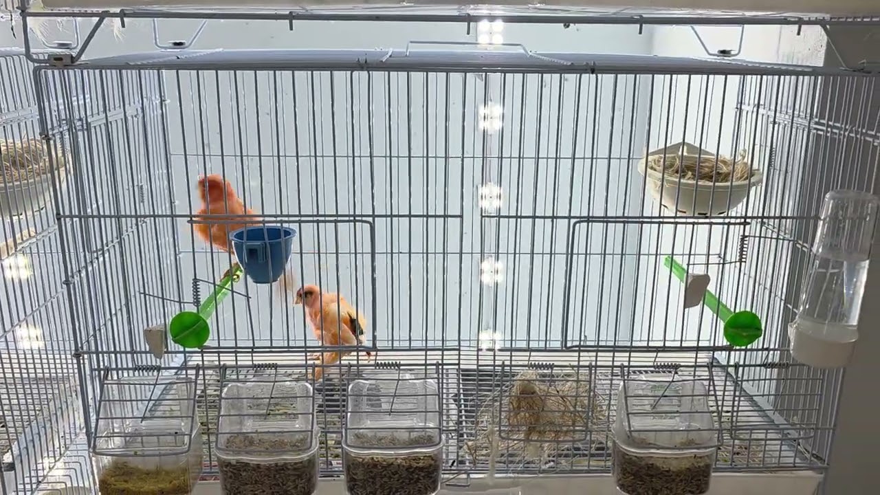 Canary breeding 2026 #Canary #canaries #canarybreeder #canarias #canarysinging #canarybreeding #کنری