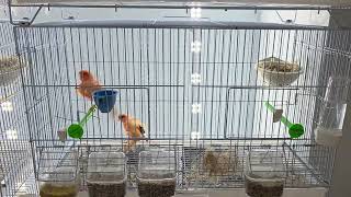 Canary breeding 2026 #Canary #canaries #canarybreeder #canarias #canarysinging #canarybreeding #کنری