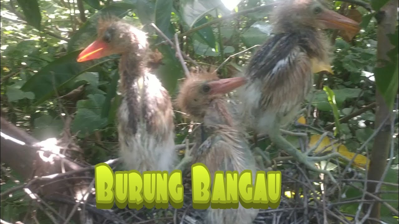 sarang burung kuntul anak 3 ekor/ burung Bangau 