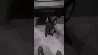 Celebrity Hello everyone we are Tactical K9 family Wealth