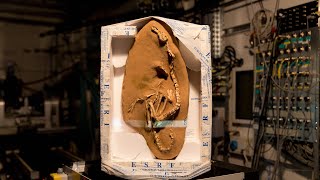 'Very weird' new species of amphibious dinosaur discovered