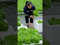 Hydroponic lettuce New Farming Method  #satisfying #shot