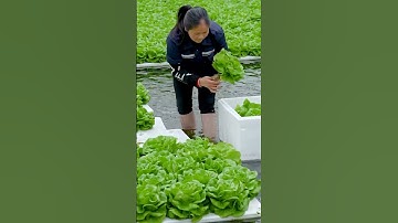 Hydroponic lettuce New Farming Method  #satisfying #shot
