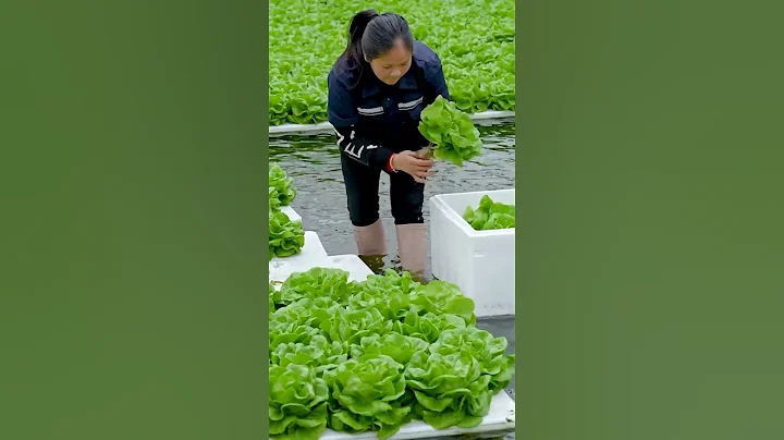 Hydroponic lettuce New Farming Method  #satisfying #shot