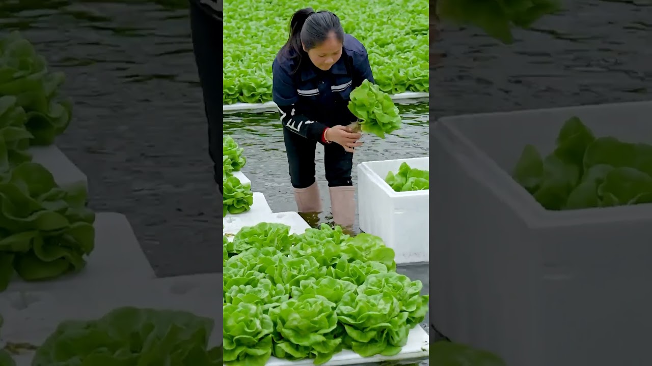 Watch Hydroponic lettuce New Farming Method #satisfying #shot on YouTube Watch Hydroponic lettuce New Farming Method #satisfying #shot on YouTube