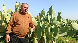 دورة حياة حشرة Hyperaspis Trifurcata التي تفترس الحشرة القرمزية