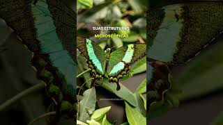Um fotógrafo revelaou detalhes quase invisíveis das asas de borboletas e mariposas.